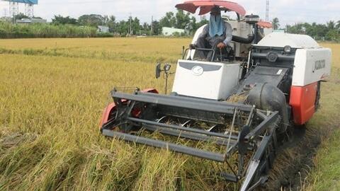 Giá lúa gạo hôm nay ngày 1/1: Giao dịch gạo chợ sôi động đầu năm mới