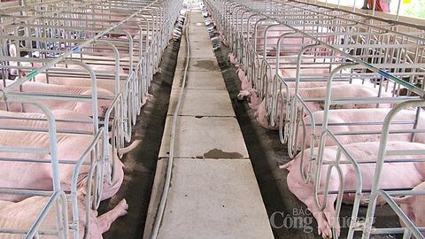 Giá heo hơi hôm nay ngày 5/1/2024: Giảm nhẹ 1.000 đồng/kg tại một vài địa phương