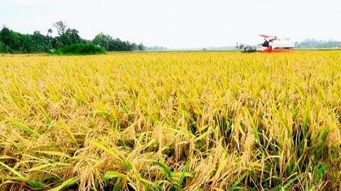 Giá lúa gạo hôm nay ngày 7/1 và tổng kết tuần qua: Giá lúa ổn định, giá gạo chợ tăng