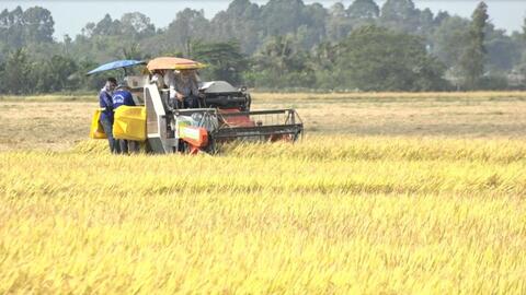 Giá lúa gạo hôm nay ngày 12/1: Giá gạo nguyên liệu ST giảm mạnh