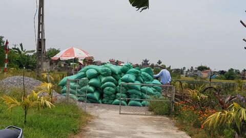 Giá lúa gạo hôm nay ngày 15/1: Sôi động phiên đầu tuần