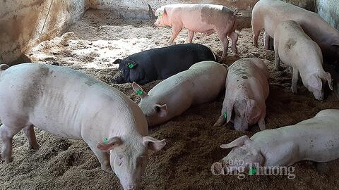 Giá heo hơi Tết Nguyên đán Giáp Thìn có đạt và vượt 60.000 đồng/kg?