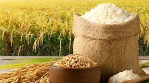 Giá lúa gạo hôm nay ngày 30/6: Gạo bình ổn, lúa tương chững giá