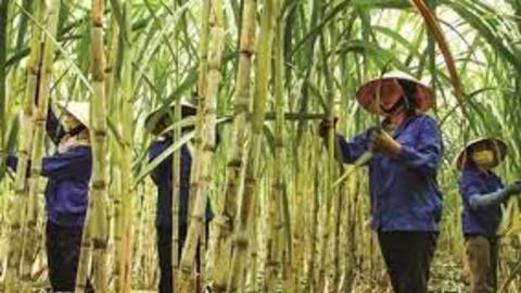 Quý đầu niên lợi nhuận tăng, doanh nghiệp mía đường 'vừa mừng vừa lo'