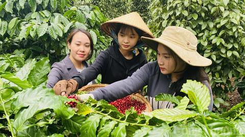 Giá cà phê hôm nay 22/8/2025: Trong nước tiếp tục tăng mạnh