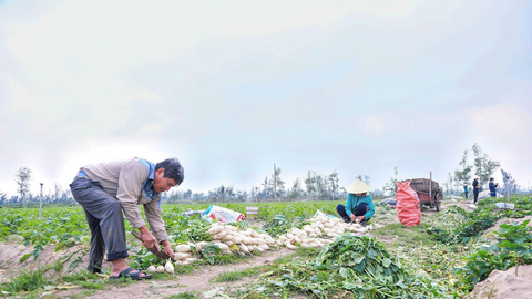 Hà Tĩnh: Củ cải tăng giá, nông dân phấn khởi ra đồng ngày đầu năm mới