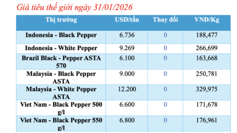 Giá tiêu hôm nay 31/1/2026: Duy trì ổn định