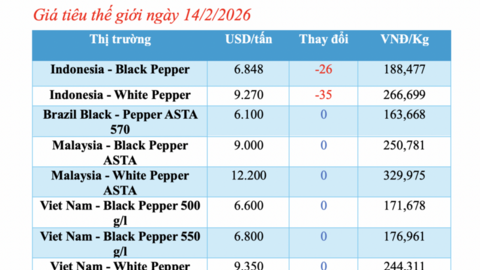 Giá tiêu hôm nay 14/2/2026: Tăng nhẹ 500 đồng/kg