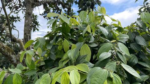 Giá tiêu hôm nay 13/4/2026: 'Lặng sóng', chờ tín hiệu mới