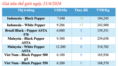 Giá tiêu hôm nay 21/4/2026: Đứng yên chờ tín hiệu mới