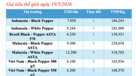 Giá tiêu hôm nay 19/5/2026: Bất ngờ sụt giảm 2.000 - 3.000 đồng/kg
