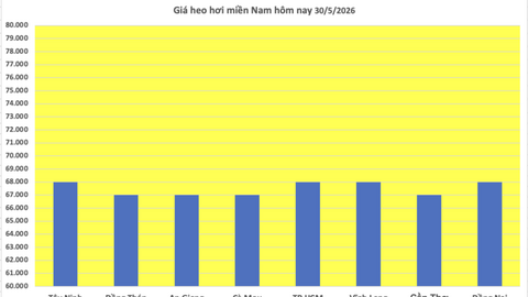 Giá heo hơi hôm nay 30/5/2026: Miền Bắc, miền Trung tiếp tục giảm nhẹ