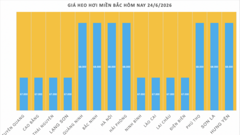 Giá heo hơi hôm nay 24/6/2026: Giảm rải rác tại miền Trung, miền Nam