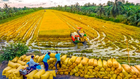 Dòng chảy tín dụng – Bệ phóng nâng tầm kinh tế “vựa lúa” An Giang