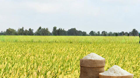 Giá lúa gạo hôm nay ngày 6/7/2026: Gạo OM 18 tăng 500 đồng/kg