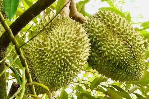 Gần 1.000 mã số cấp mới, sầu riêng rộng cửa xuất khẩu
