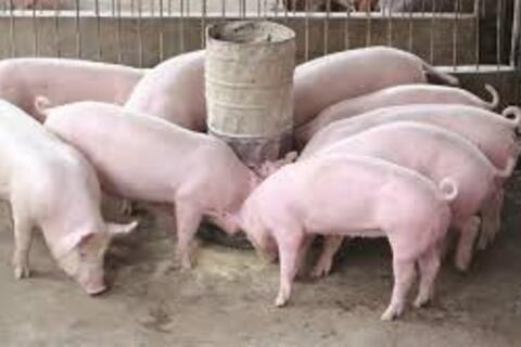Giá heo hơi hôm nay 4/7/2025: Cao nhất còn 70.000 đồng/kg