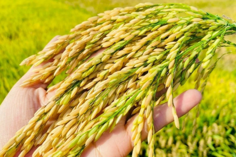 Giá lúa gạo hôm nay ngày 20/10: Gạo nguyên liệu xuất khẩu tăng
