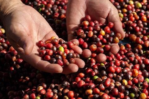 Nguồn cung khan hiếm, giá cà phê Robusta vượt mốc 4.600 USD/tấn