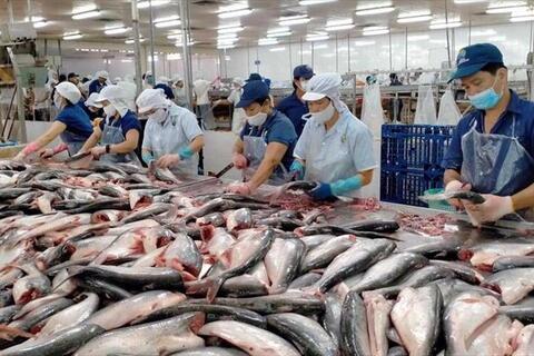 Xuất khẩu cá tra cuối năm: Cơ hội lớn từ CPTPP và Trung Đông