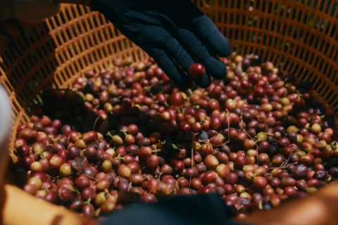 Từ nông trại đến người tiêu dùng: Hành trình của thương hiệu cà phê Việt 