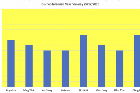 Giá heo hơi hôm nay 25/12/2025: Tiếp đà tăng miền Nam và miền Trung