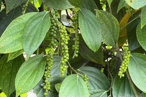 Giá tiêu hôm nay 01/01/2026: Thị trường lặng sóng