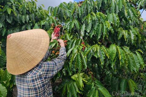 Giá cà phê hôm nay 01/01/2026: Tiếp đà tăng giá