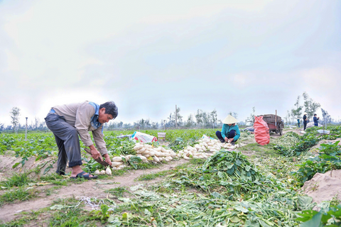 Hà Tĩnh: Củ cải tăng giá, nông dân phấn khởi ra đồng ngày đầu năm mới