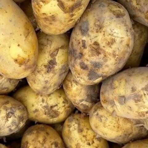 Bất ngờ với tác dụng giúp tim khỏe, da đẹp của khoai tây