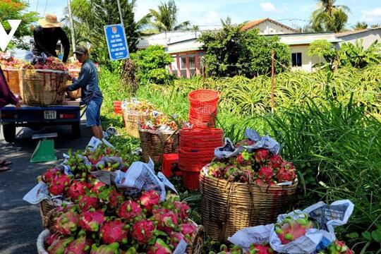 Trái thanh long giá chạm đáy, nhà vườn Đồng Tháp cắt bỏ trái non