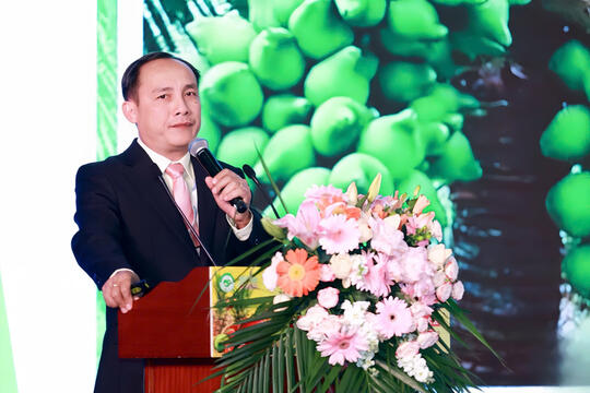 Phát triển 'nóng' khiến dừa tươi xuất khẩu dần đánh mất lợi thế