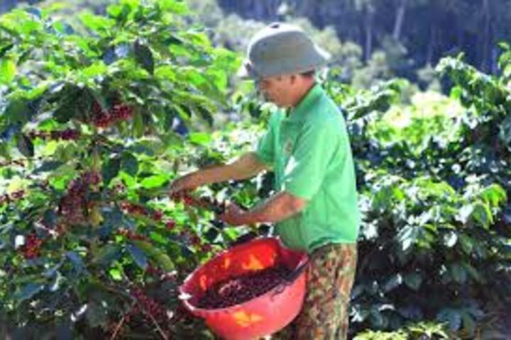 Giá cà phê hôm nay 5/7/2025: Giá cà phê trong nước tăng nhẹ