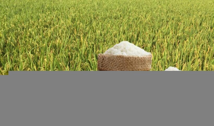 Giá lúa gạo hôm nay ngày 1/7: Lúa tươi đảo chiều giảm mạnh, gạo tương đối bình ổn. Ảnh: Thanh Minh.