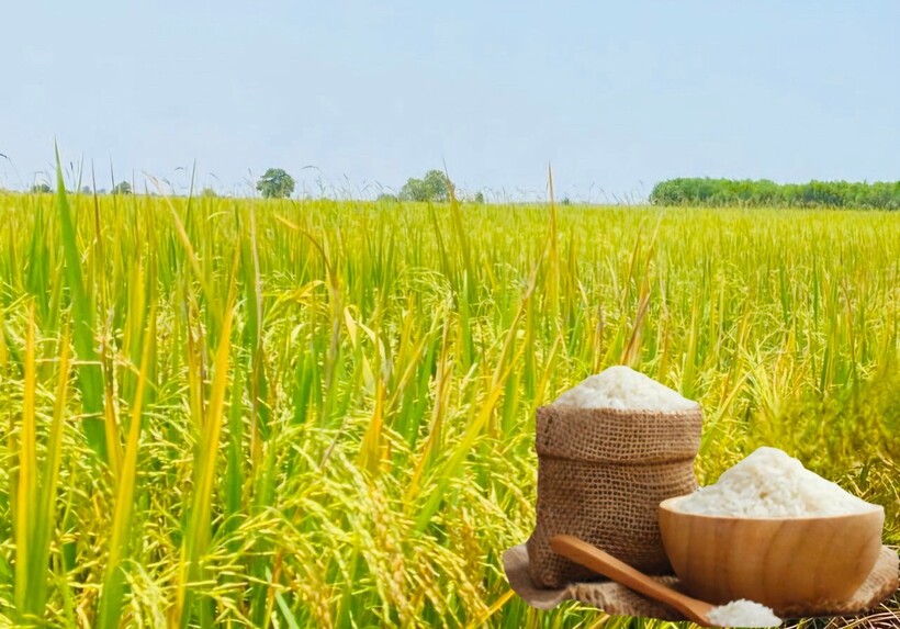 Giá lúa gạo hôm nay ngày 8/7: Lúa tiếp đà tăng, gạo thường giảm mạnh. Ảnh: Thanh Minh.