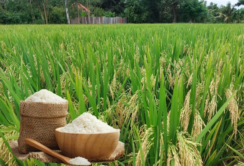 Giá lúa gạo hôm nay ngày 26/7: Gạo nguyên liệu xuất khẩu tăng nhẹ, lúa tươi chững giá. Ảnh: Thanh Minh.