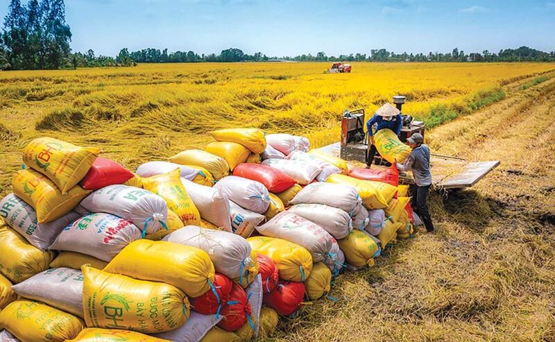 Thị trường xuất khẩu lúa gạo Việt Nam tìm hướng đi mới