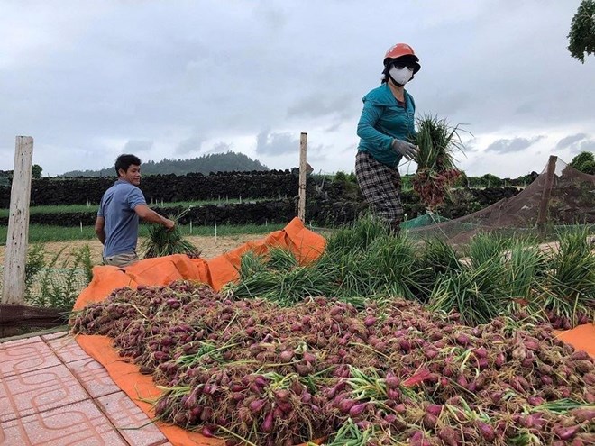 Nông dân đặc khu Lý Sơn tất bật thu hoạch hành chạy bão
