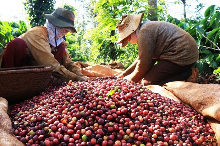 Giá cà phê Arabica sụt giảm hơn 4,5%, chốt phiên ở mức 8.898 USD/tấn. Ảnh minh hoạ