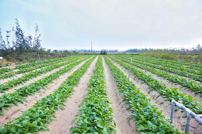 Tỉnh Hà Tĩnh hiện gieo trồng trên 20 ha củ cải, tập trung chủ yếu tại các vùng đất cát ven biển như xã Yên Hòa, xã Đồng Tiến.