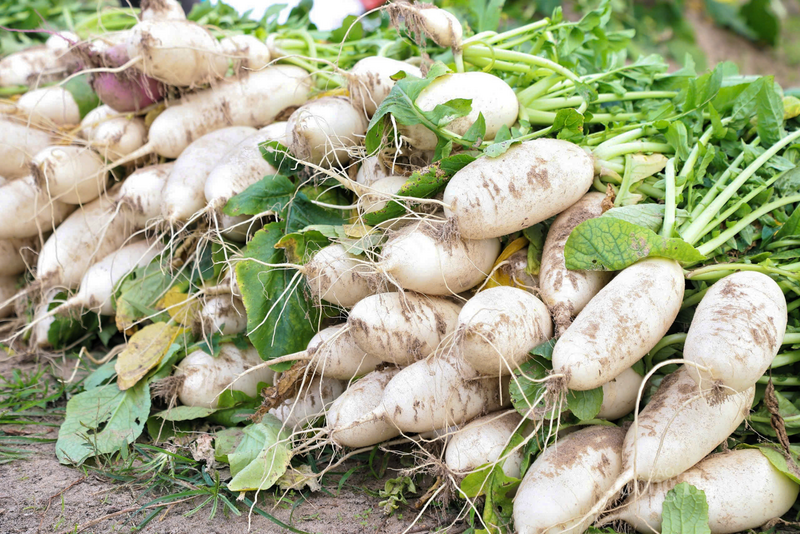 Niềm vui như được nhân đôi khi củ cải năm nay không chỉ được mùa, củ to đều mà giá bán còn chạm mốc cao kỷ lục, hứa hẹn một năm mới sung túc cho bà con nông dân.