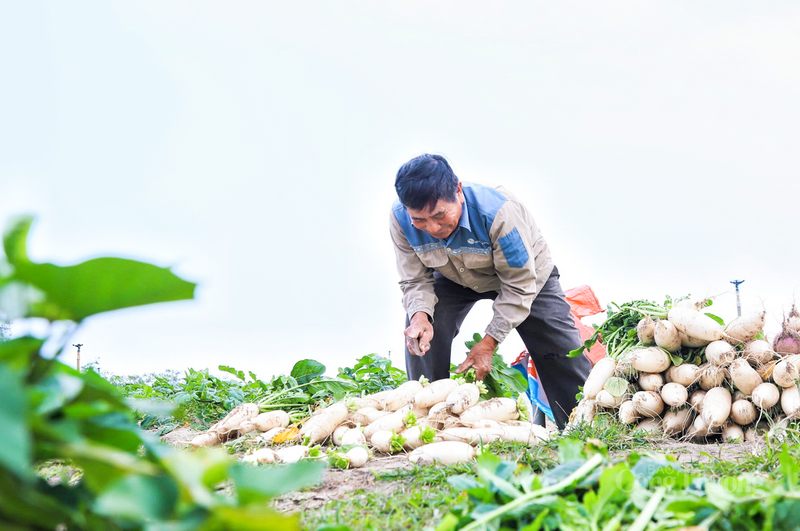 Trả lời báo chí, ông Trần Viết Chu, Giám đốc HTX Sản xuất và Dịch vụ tổng hợp Hoàng Chu cho biết, mô hình trồng củ cải trên đất cát đã được chứng minh hiệu quả suốt hơn 10 năm qua. Giá củ cải hiện tại cao hơn so với cùng kỳ năm ngoái và tiêu thụ khá thuận lợi. Vì thế, các thành viên trong HTX có thêm động lực để tiếp tục đẩy mạnh sản xuất.