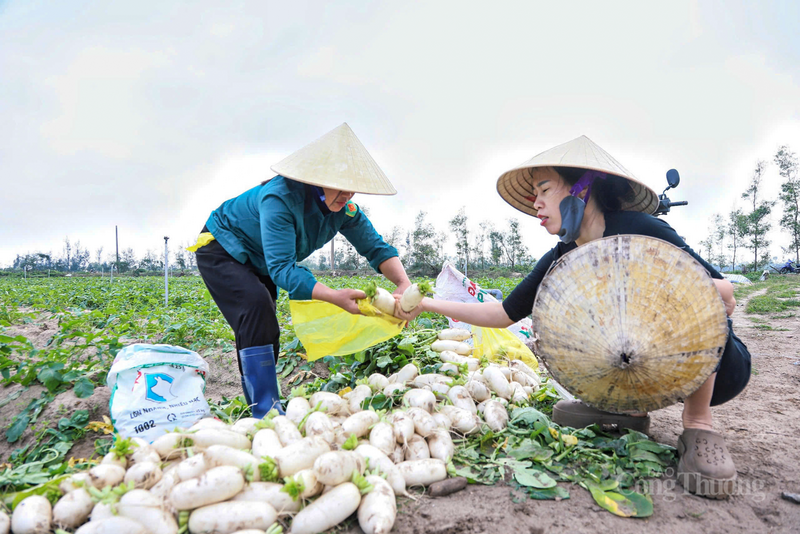 Sau khi thu hoạch, người dân trực tiếp bán cho thương lái và cung cấp cho các chợ trên địa bàn tỉnh.