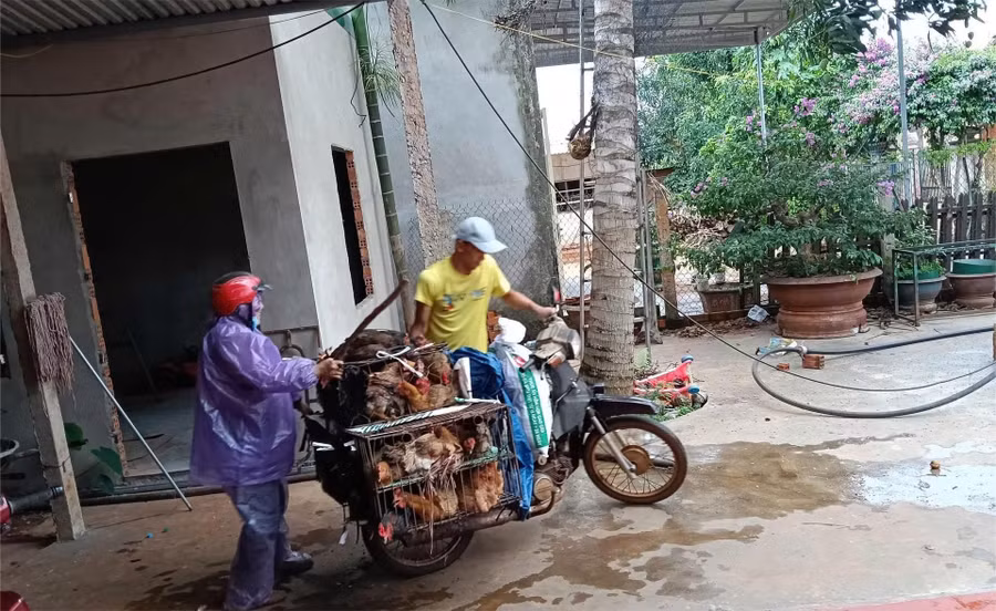 Một cô giáo tiểu học (trong diện được xét đặc cách) cùng chồng đi buôn bán gà để nuôi con và giữ nghề. (Ảnh: NY) a1-gv-hd.jpg