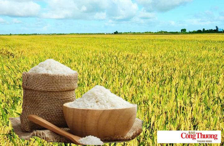 Giá lúa gạo hôm nay ngày 7/10/2026: Gạo Đài thơm tăng 500 đồng/kg.