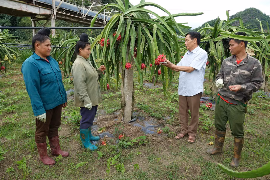 HTX Dịch vụ nông nghiệp Ngọc Hoàng, xã Tà Hộc hướng dẫn cách chăm sóc cho các hộ trồng thanh long.