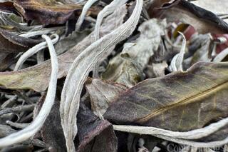 Giữ 'vàng xanh' Shan Tuyết, vun bồi giá trị nông sản Việt