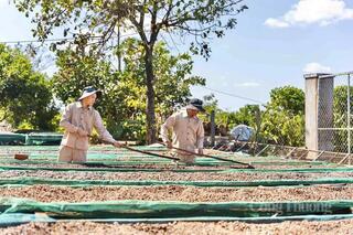Gia Lai hỗ trợ doanh nghiệp xuất khẩu trước biến động từ Trung Đông