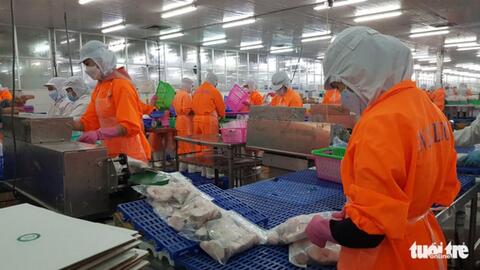 Giá cá tra tăng mạnh, người nuôi thắng lớn