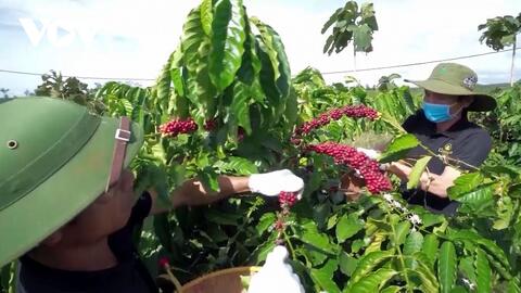 Liên kết sản xuất nâng tầm giá trị cà phê Gia Lai